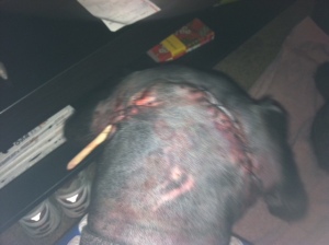 His sutures and a drain on the left side of his head